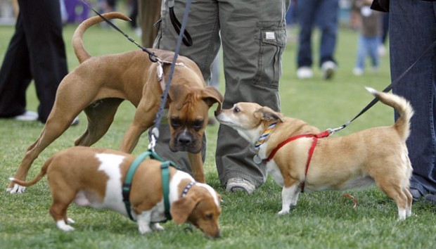 Arizona Animal Fair